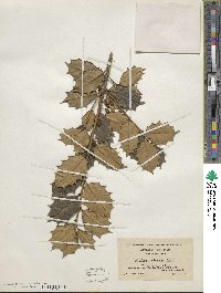 Ilex opaca image