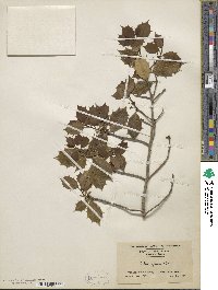 Ilex opaca image