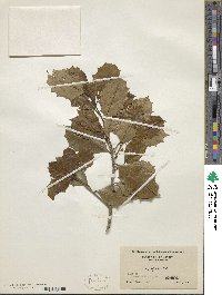 Ilex opaca image