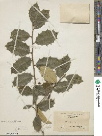 Ilex opaca image