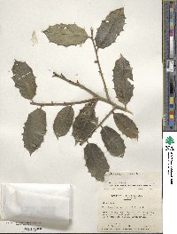 Ilex opaca image