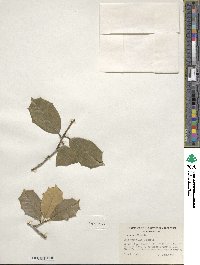 Ilex opaca image