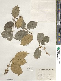 Ilex opaca image