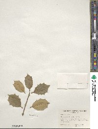 Ilex opaca image