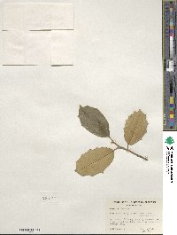 Ilex opaca image