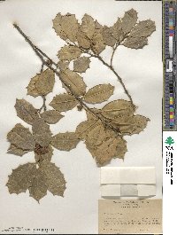 Ilex opaca image