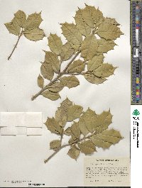 Ilex opaca image