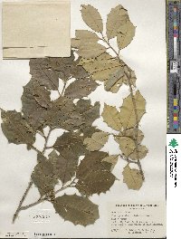 Ilex opaca image