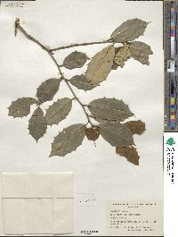 Ilex opaca image