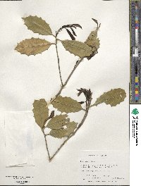 Ilex opaca image