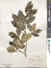 Ilex opaca image