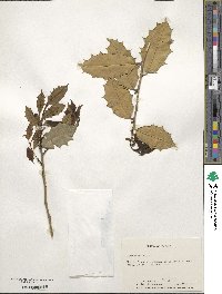 Ilex opaca image