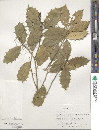 Ilex opaca image