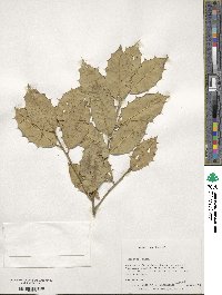 Ilex opaca image