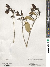 Ilex opaca image