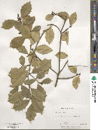 Ilex opaca image