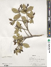 Ilex opaca image