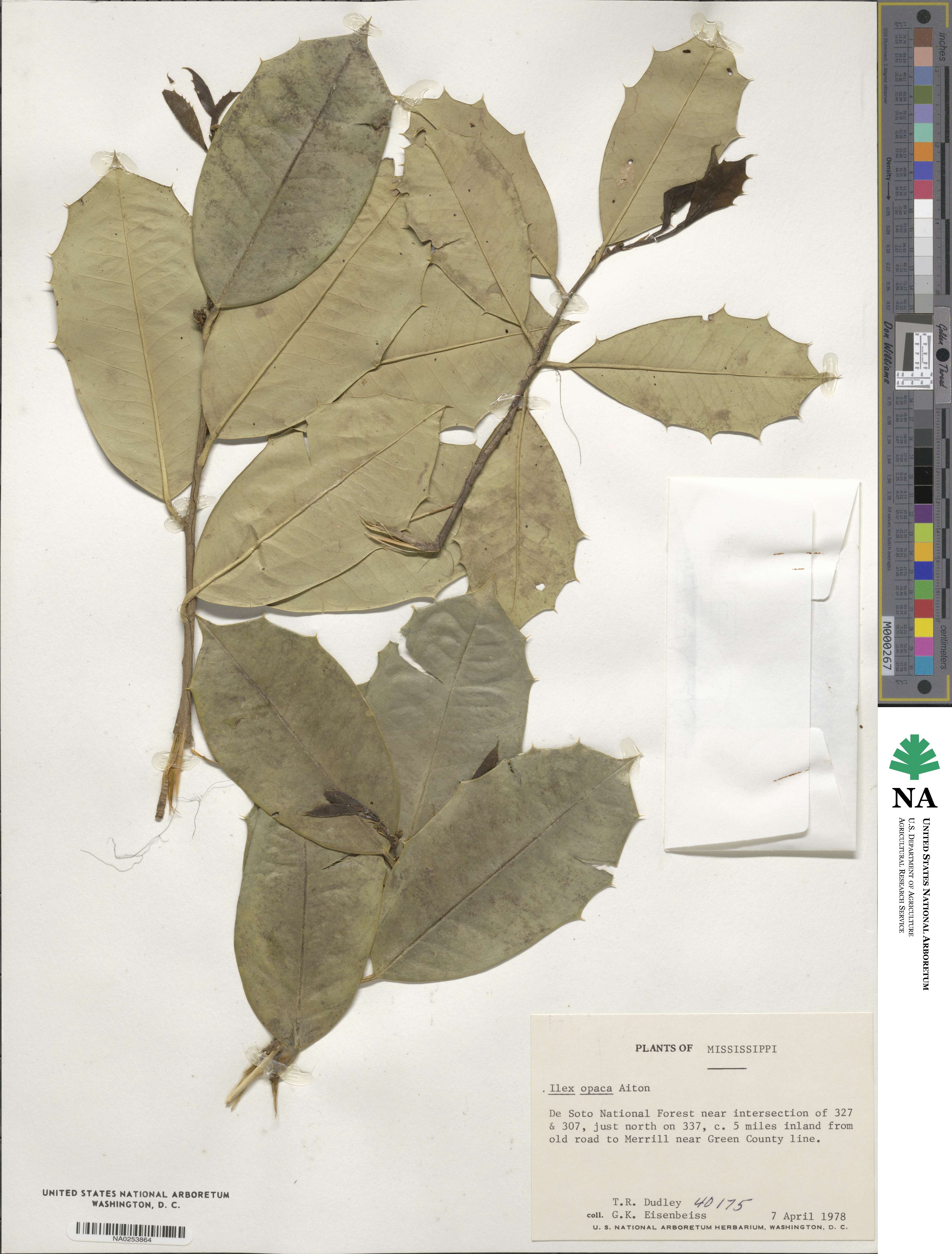 Ilex opaca image
