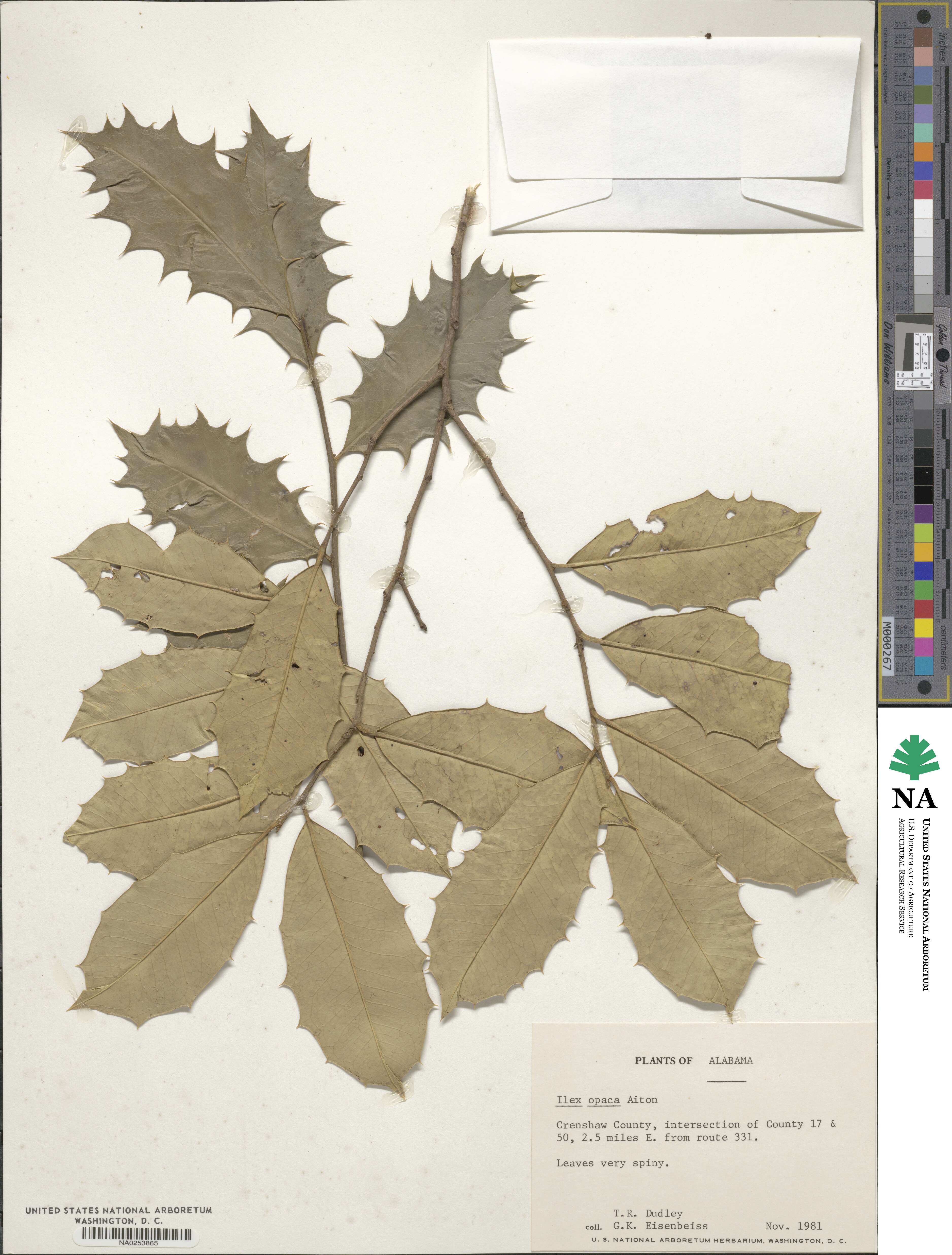 Ilex opaca image