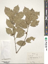 Ilex opaca image