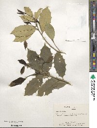 Ilex opaca image