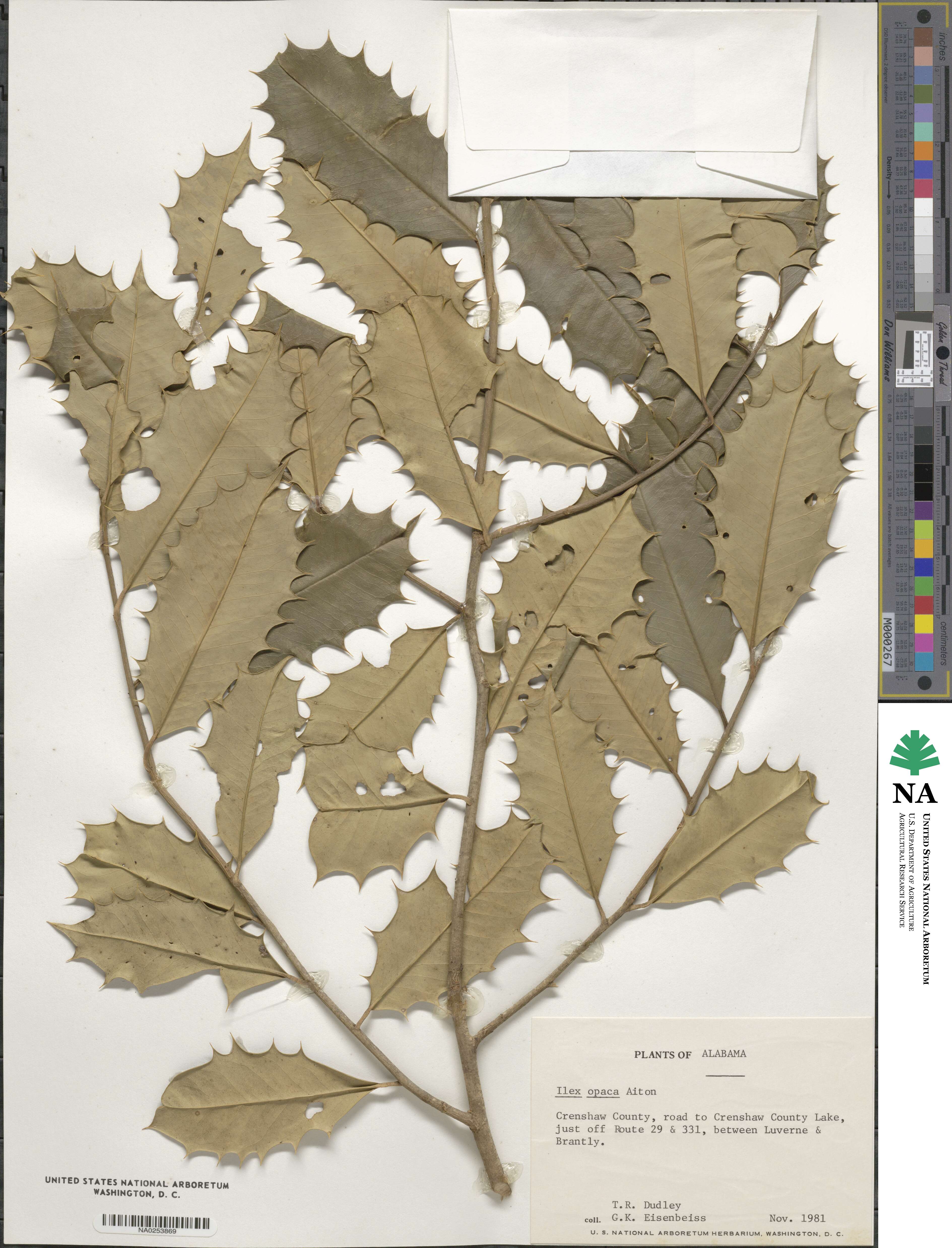 Ilex opaca image