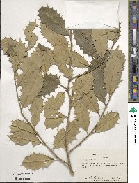 Ilex opaca image