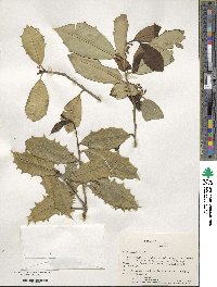 Ilex opaca image