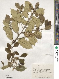 Ilex opaca image