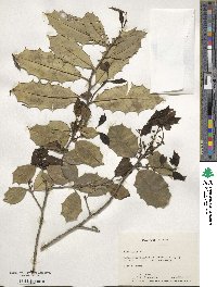 Ilex opaca image