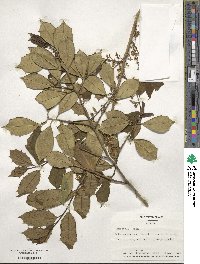 Ilex opaca image