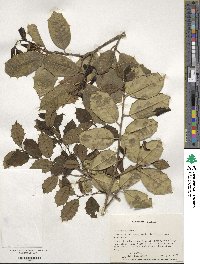 Ilex opaca image