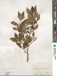 Ilex opaca image