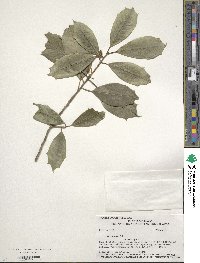 Ilex opaca image