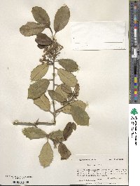 Ilex opaca image