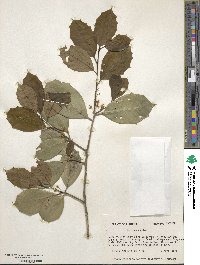 Ilex opaca image