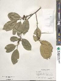 Ilex opaca image