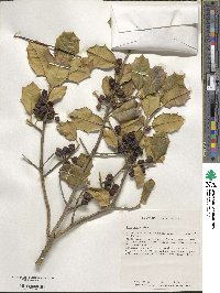 Ilex opaca image