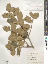 Ilex opaca image