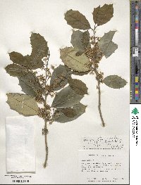 Ilex opaca image