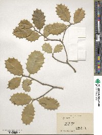 Ilex opaca image