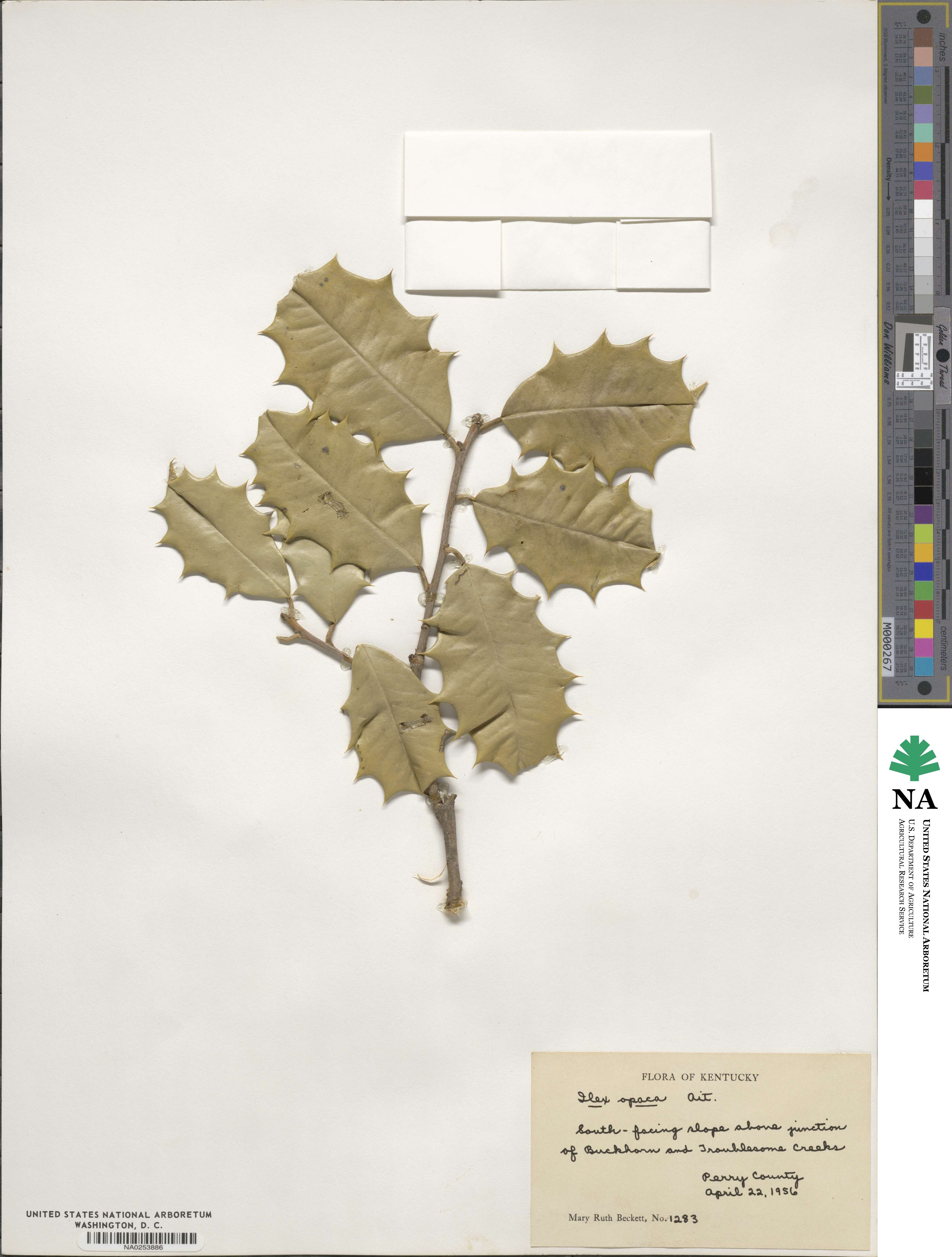 Ilex opaca image