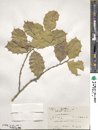 Ilex opaca image