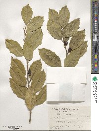 Ilex opaca image