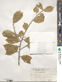 Ilex opaca image