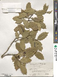 Ilex opaca image