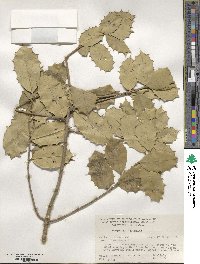 Ilex opaca image