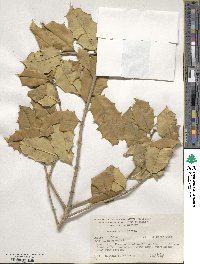 Ilex opaca image