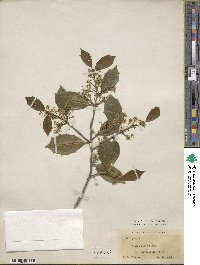 Ilex opaca image