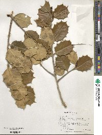 Ilex opaca image